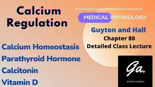Calcium regulation | Parathyroid Hormone | Calcitonin | Vitamin D