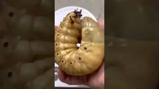 Largest Beetle Larva 🪲