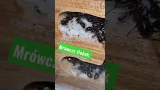Żłobek u farmy mr&oacute;wek