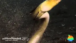 Black saddle snake eel