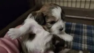 Seasons litter - Teddy Bear / Shichon puppies - from Elle & Olaf