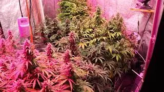 AUTO GRWO 10x5 ( 8 Weeks plus ) 65 days ,FOOPORGANICBIOSCIENCE,REMONUTRIENTS,PLATINUMLEDP600,