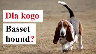 Dla kogo Basset Hound