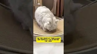 Wooden Cat Scratcher Bed: Comfort + Fun for Your Cat!