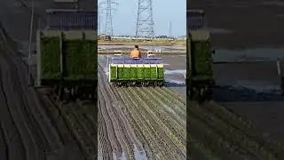 Rice transplanter in Japanese rice farm! #shorts #agrimachinery
