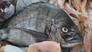 CROAKER FISH HOW To Clean and Prepare Skills