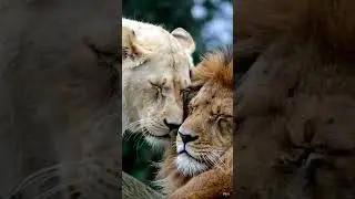 CAN&rsquo;T STOP LOVING YOU😘❤️@Benz_Messiah @pet @AnimalHT2721 #cute #love #music #life #lion #happy ❤️