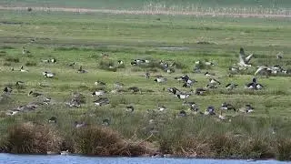 Brandganzen - Grauwe ganzen - Kolganzen en smienten in de Aalkeet Buitenpolder in Vlaardingen