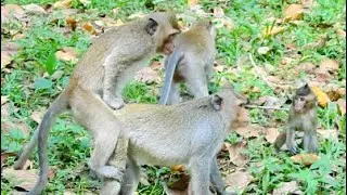 JUST EXAMPLE PLYING BABY MONKEY RUN SO FAST, Why So That?
