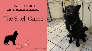 Dog Enrichment:  The Shell Game - Daisy