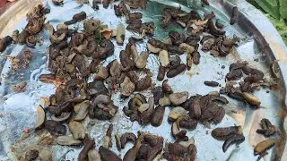حلزون الحديقة والبزاقات كيفية التخلص منها بطريقة جنونية وسهله جدا