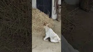 chhoti chhoti gaiya chote chote gwal #chhotichhotigaiya #chhotegwal #littlecow #cow #cowfeed #gaumaa