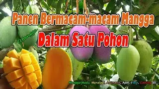 Panen Bermacam-macam Mangga Tetangga dalam Satu Pohon