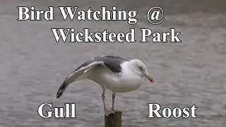 Gull Roost  - Wicksteed Park  2024