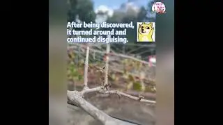 A #twig? A #mantis skilled in #disguise!