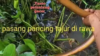 Angkat pancing tajur di rawa dapet belut babon