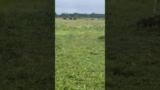 6 horses grazing in the field! #drafthorses #workinghorses #percheron #belgian