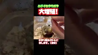 4代目大増殖！ニジイロクワガタ#昆虫 #ペット #100均 #繁殖 #ダイソー
