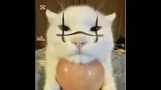really? #phonk #cat memes #anime #trolling |SWEET COMMANDERS|