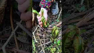 petani cerdas panen tanaman pakis dengan hasil yang memuaskan #shorts