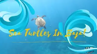 Baby Sea Turtle Release in Baja!