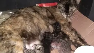 Stray cat gave birth on 20th April night to four kittens.