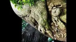 Tilia platyphyllos