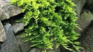 Creeping Juniper