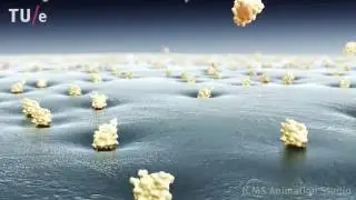 Antifreeze proteins: shaping ice crystal growth