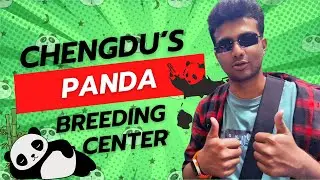 Chengdu Research Base of Giant Panda Breeding Center. #panda #chengdu #china #surjo #surjotimes