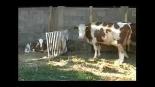 Farma krava i proizvodnja mleka u selu Vina kod Knjazevca   U nasem ataru 446