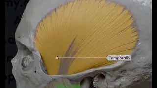 wider temporal bone (POWERFUL)