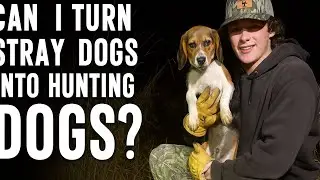 Turning STRAY DOGS To HUNTING DOGS!!!!