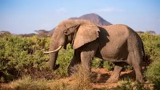 Protecting Africa's elephants: Discover Samburu with Save the Elephants & Google Maps