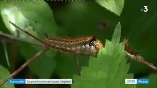 La biodiversit&eacute; &agrave; l'&eacute;comus&eacute;e d'Ungersheim