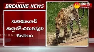 చిరుత వరుస దాడులు | Chirutha Hulchal at Indalwai, Nizamabad | Sakshi TV