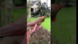 Cardinal Release
