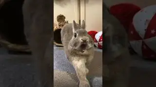 Conejo adorable bostezando 🐰 #shorts #animales #mascotas #conejos #roedores