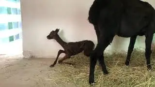Eine Stunde nach der Geburt: Alpaka-Baby steht auf
