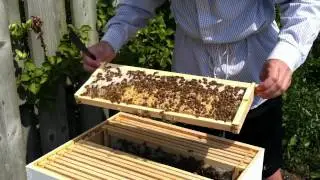 First Time Beekeepers : Day 75 : Adding honey supers and getting stung