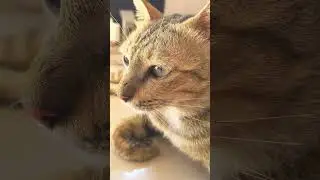 The Angriest Cat Face Ever Caught on Camera #cat #kittens #catbaby