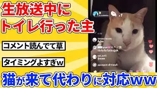 【2ch動物スレ】飼い主が生配信中にトイレ→寝てた猫が来て対応開始ｗｗｗｗｗ