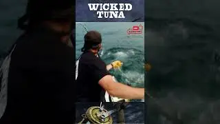 Гигантский голубой тунец перехитрил Дэйва на Tuna.com &mdash; Wicked Tuna #shorts #bigtuna #fishing #fi...