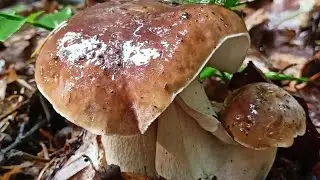 Beautiful mushrooms from Eastern Europe #funghi #porcini #boletus #grzyby #гриби