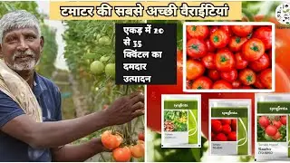 Top 5 hybrid tomato varities | Best tomato seeds in india | टमाटर की उन्नत किस्में #tomatoseeds