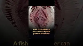 DID YOU KNOW!! A FISH MOUTH FILTER CAN REMOVE 99 PERCENT OF GERMS 🙂😘😘🙃🙃😗🫠☺️☺️😉😚😉😊😙😇😙😇🥲🥲🤣🤣🥲🥰🥲😇😙😊🤑😉😝🤪🫠
