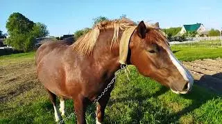 Horses/mare heavy truck/ЛОШАДИ/КОБЫЛА РУССКИЙ ТЯЖЕЛОВОЗ