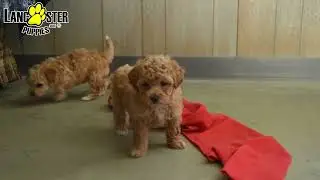 Adorable Bichpoo Puppies