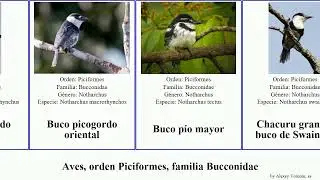 Aves, orden Piciformes, familia Bucconidae buco birds mayor oriental grande cara occidental negra