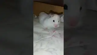 https://www.youtube.com/@xomka_27